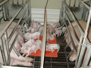 Piglet Farrowing Pens