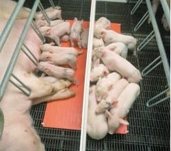 Ontario Hog Farmer: Researcher Finds Piglet Heating Economies