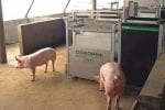 FIRE Pig Performance Testing System