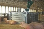 Example of TEAM Electronic Sow Feeding System