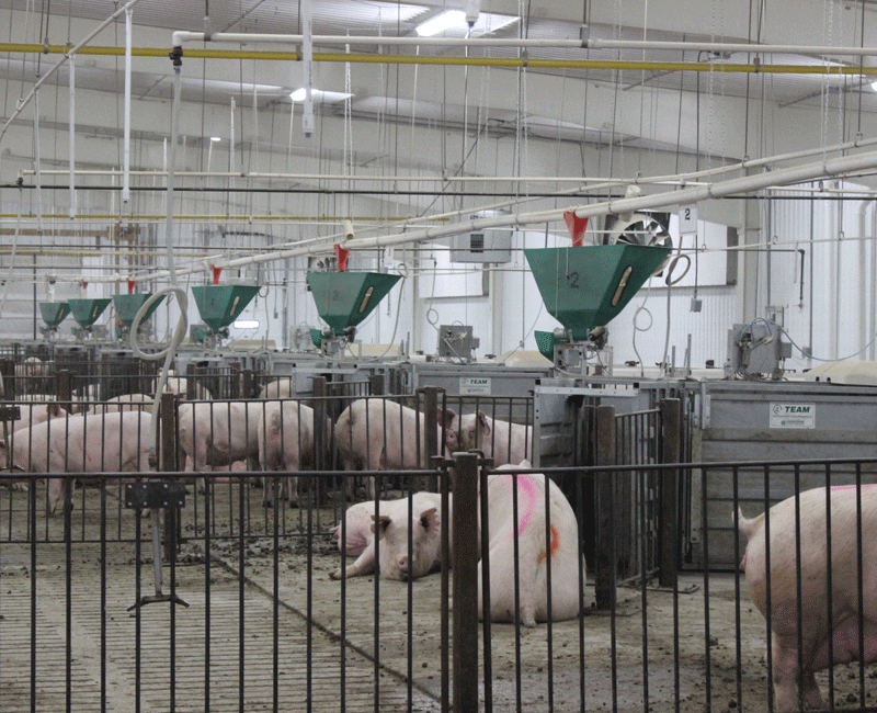 automatic pig feeder