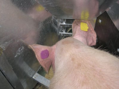 Swine RFID Tag