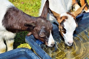 Goats Drinking Water