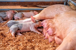 Piglets Feeding