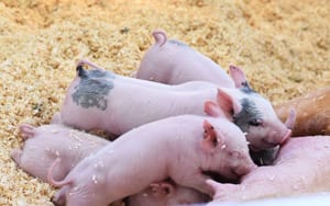 Piglets Suckling