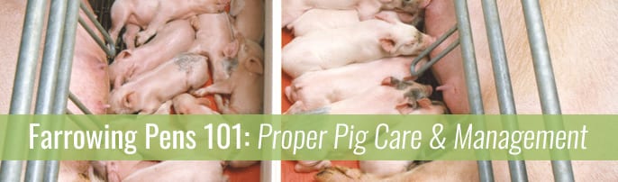 Farrowing Pens 101