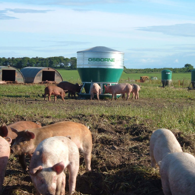 Bulk Finish Feeder, RO45 Osborne Livestock Equipment