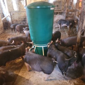 Finish Feeder with Hopper Lid, RF3 | Osborne Livestock Equipment