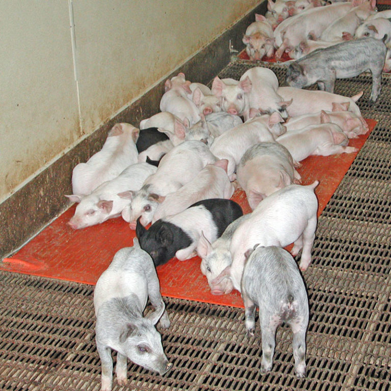 Stanfield Heat Mat 3 x 4 ft. Osborne Livestock Equipment