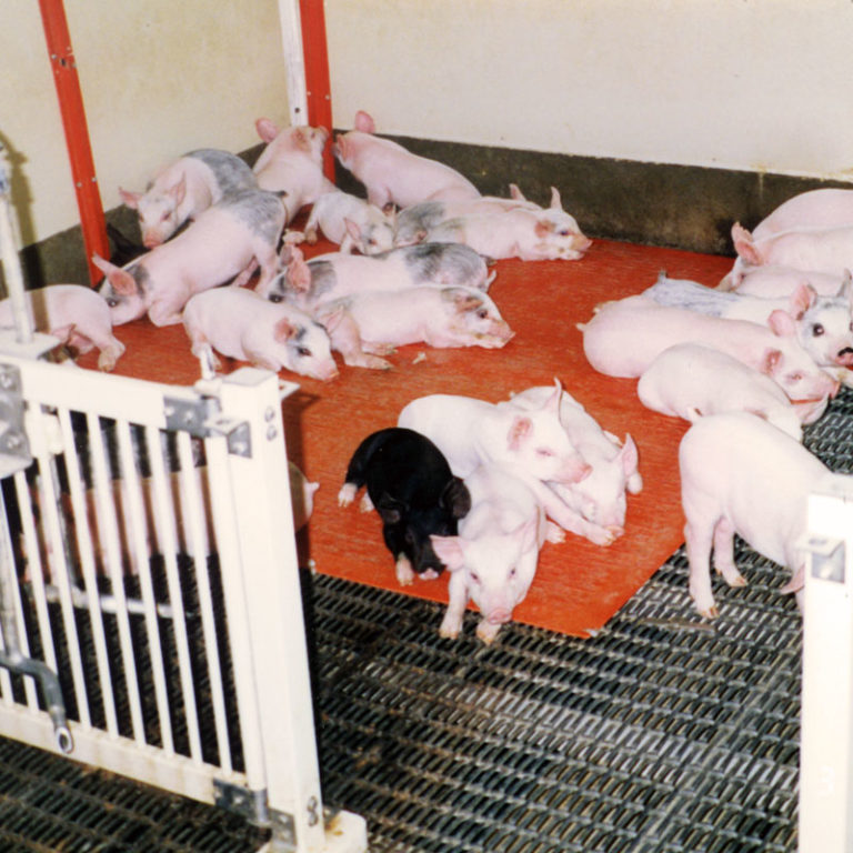 Stanfield Heat Mat 3 x 4 ft. Osborne Livestock Equipment