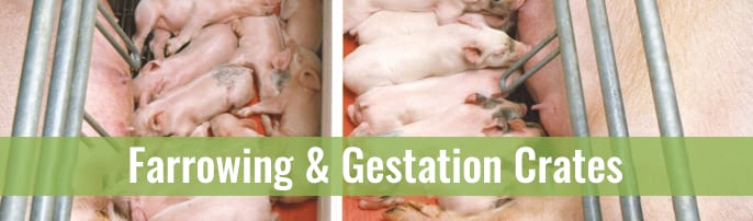 Farrowing Gestation Crates