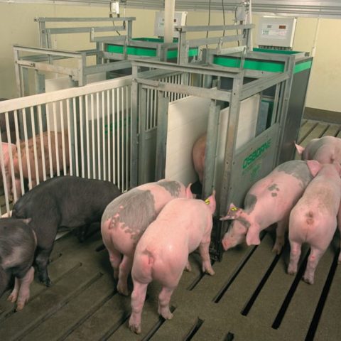 pig performance testing