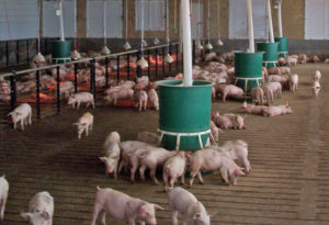 Pig Feeding Equipment