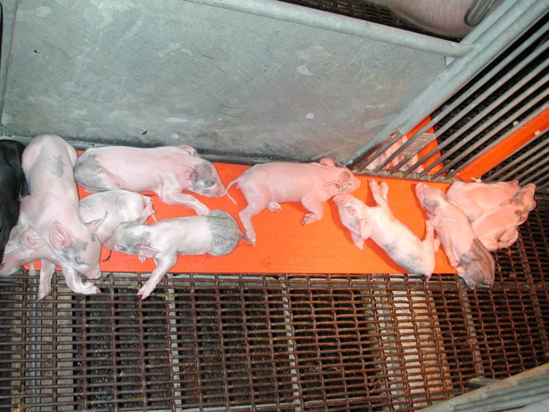 Utilizing Heat Mats To Manage Scours In Piglets Osborne Livestock