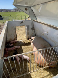 Hog Hut Farrowing House