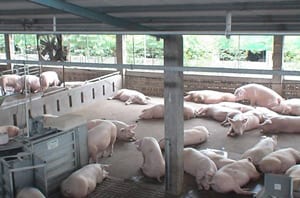 Indoor Hog Barn