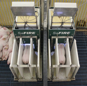 SaFIRE Feeder | Individual Animal Performance for Young Pigs