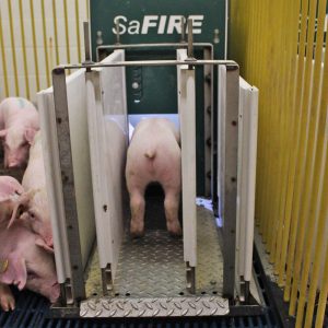 SaFIRE Pig Performance Testing System