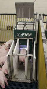 SaFIRE Feeder | Automated Nursery-Sized Pigs Performance Testing