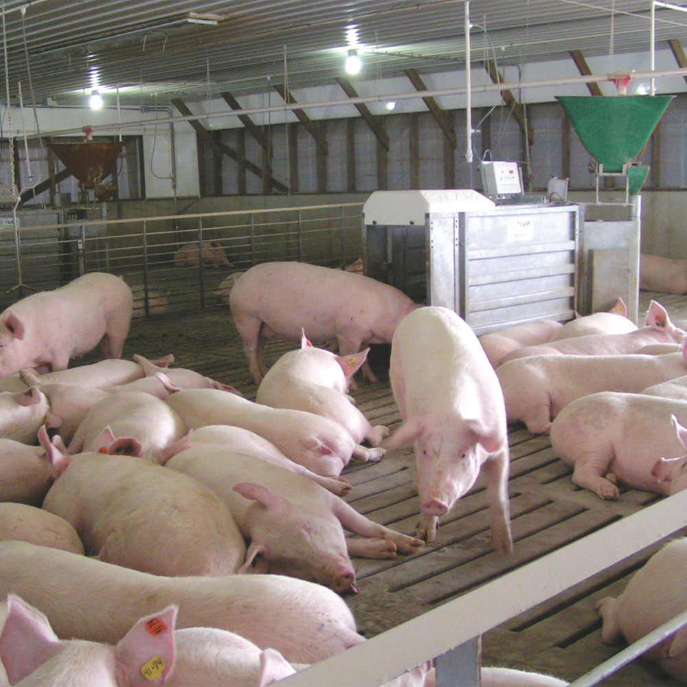 Electronic Sow Feeder