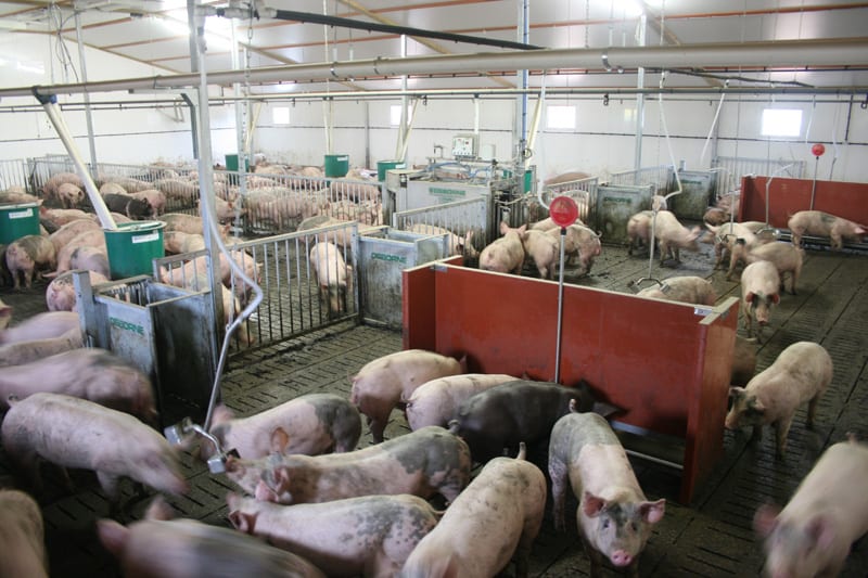 automatic pig sorting