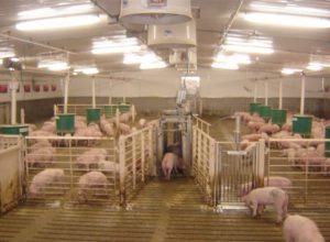 automatic pig sorting
