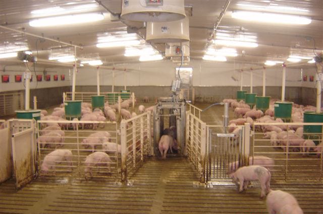 automatic-pig-sorting-technology-to-improve-performance-osborne